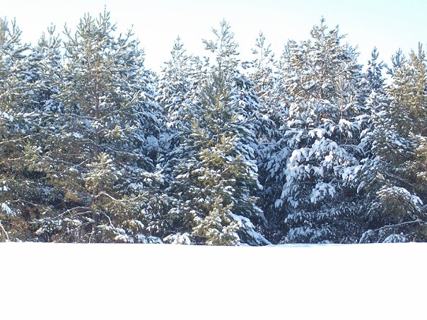C:\Documents and Settings\Admin\Мои документы\Мои рисунки\x_264f2bc8.jpg